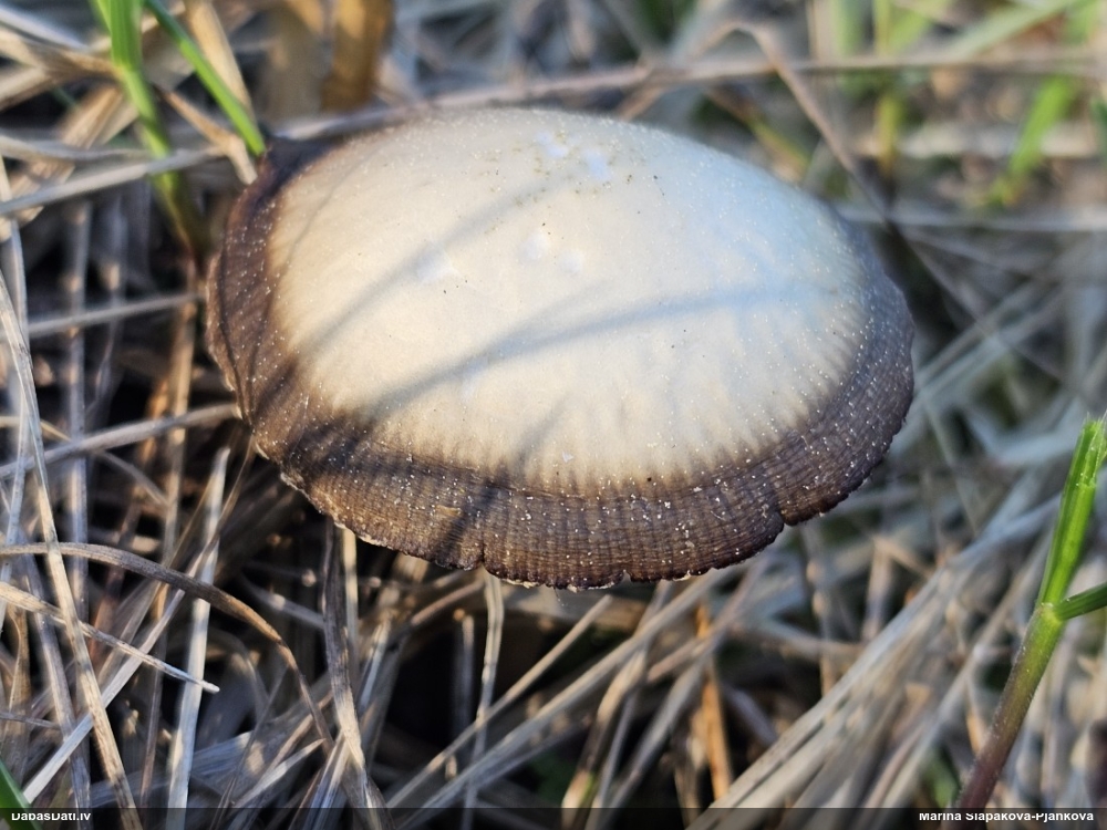 Spīgulīte (nenoteikta)