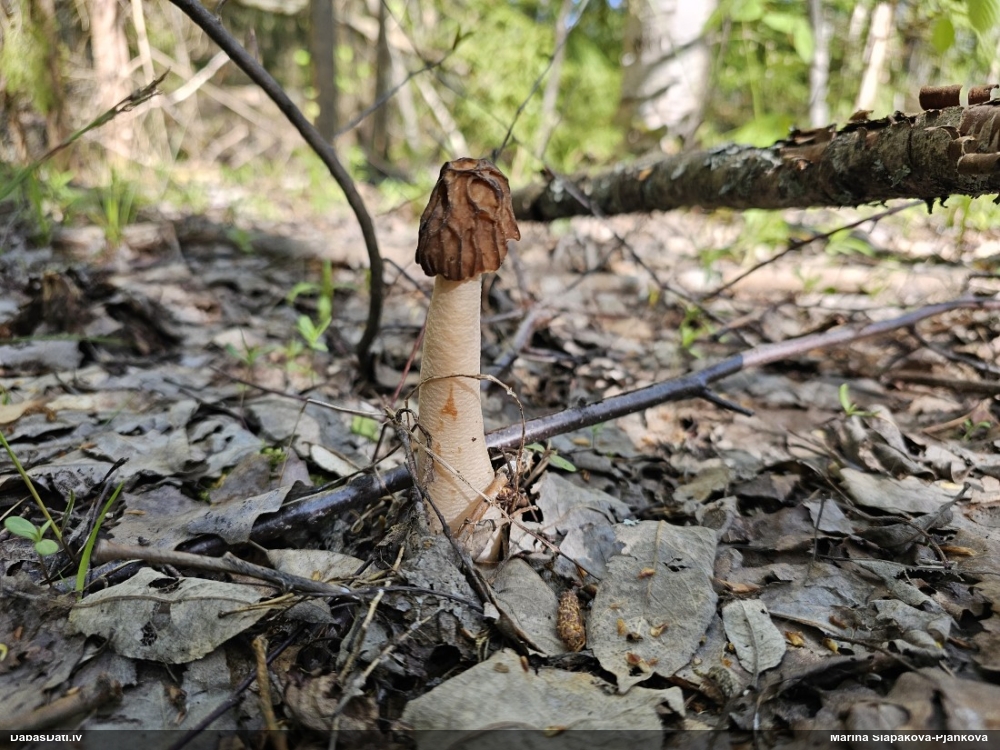 сморчковая шапочка, верпа чешская