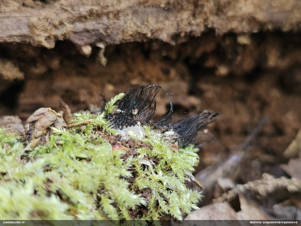 Šokolādes gļotsēne (nenoteikta)