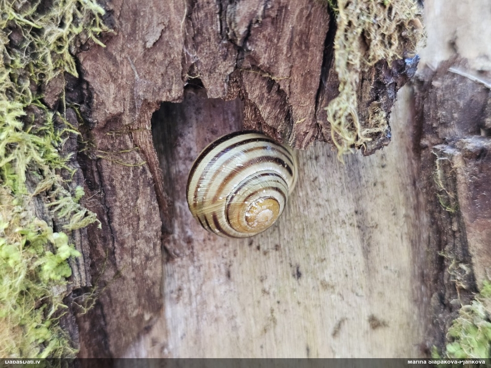 white-lip garden-snail