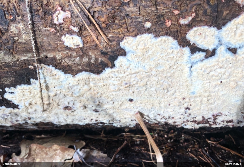 Centrbēdzes flēbija