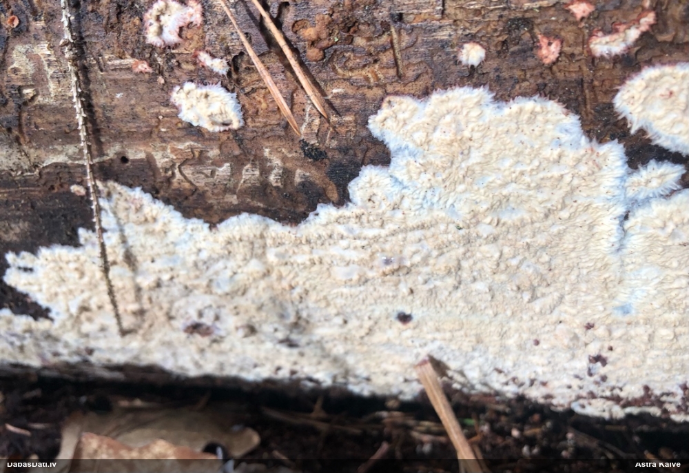 Centrbēdzes flēbija