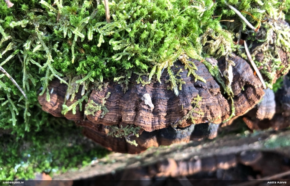 Ozolu brūnsvārcene