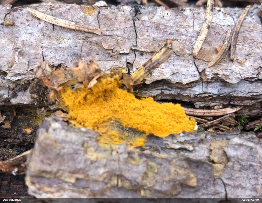 Trihija, hemitrihija (nenoteikta)