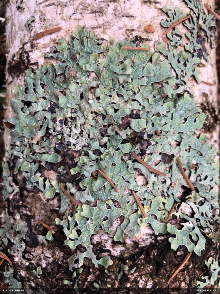 Rievainā parmēlija