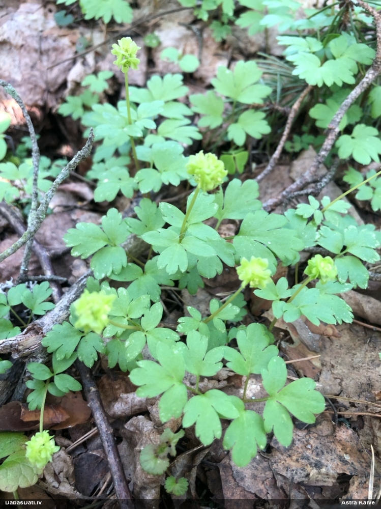 адокса мускусная