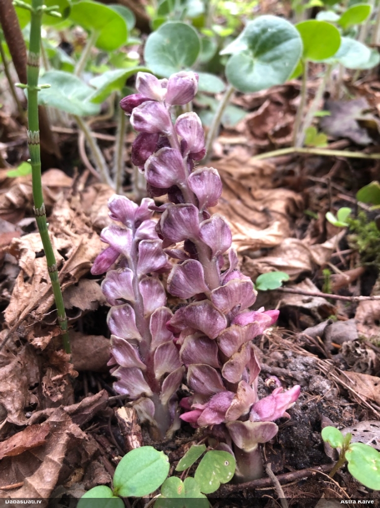 Петров крест чешуйчатый