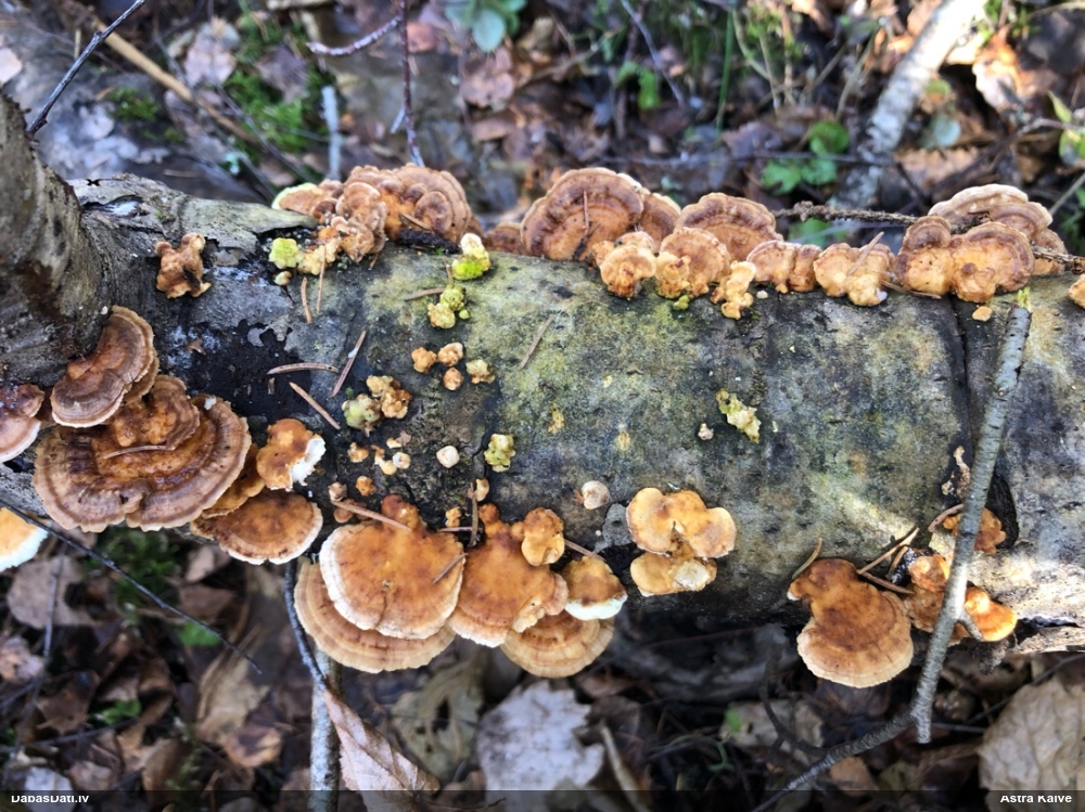 Dzeltenā tauriņpiepe