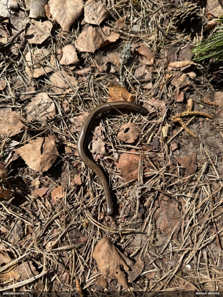 ломкая веретеница