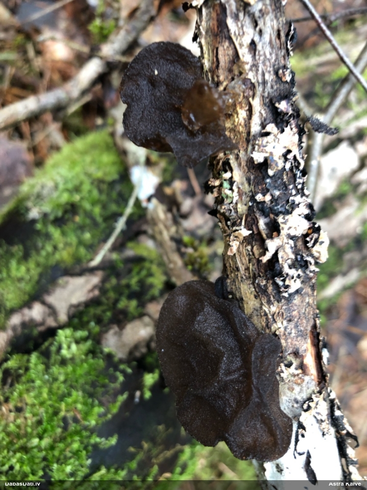 Nošķeltā eksīdija