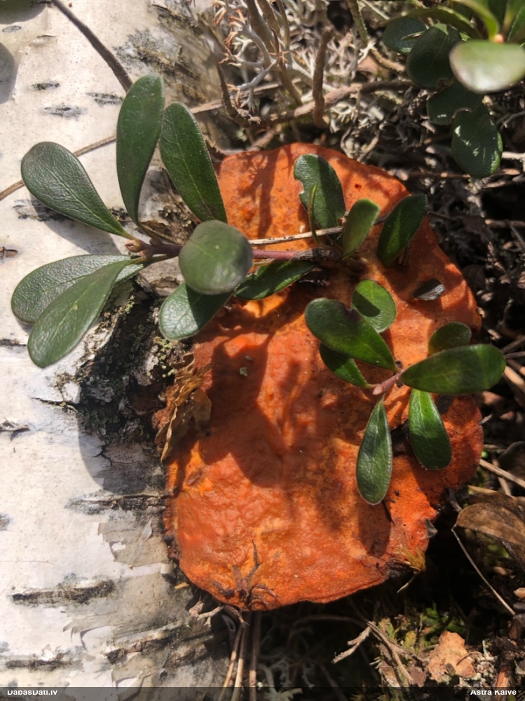 Parastā cinobrpiepe