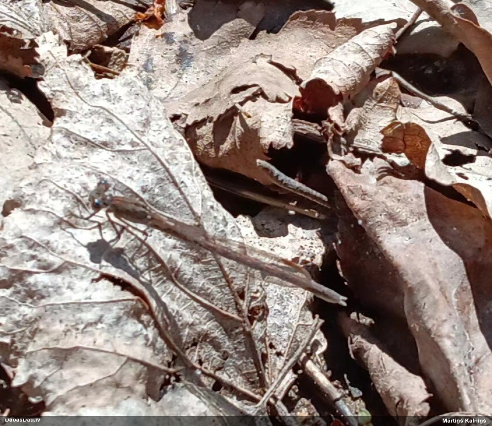 Sibīrijas ziemasspāre