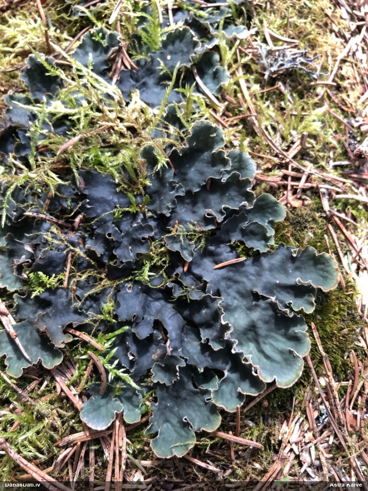 Peltīgera (nenoteikta)