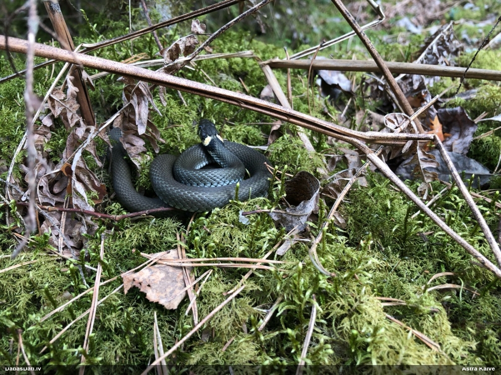 обыкновенный уж