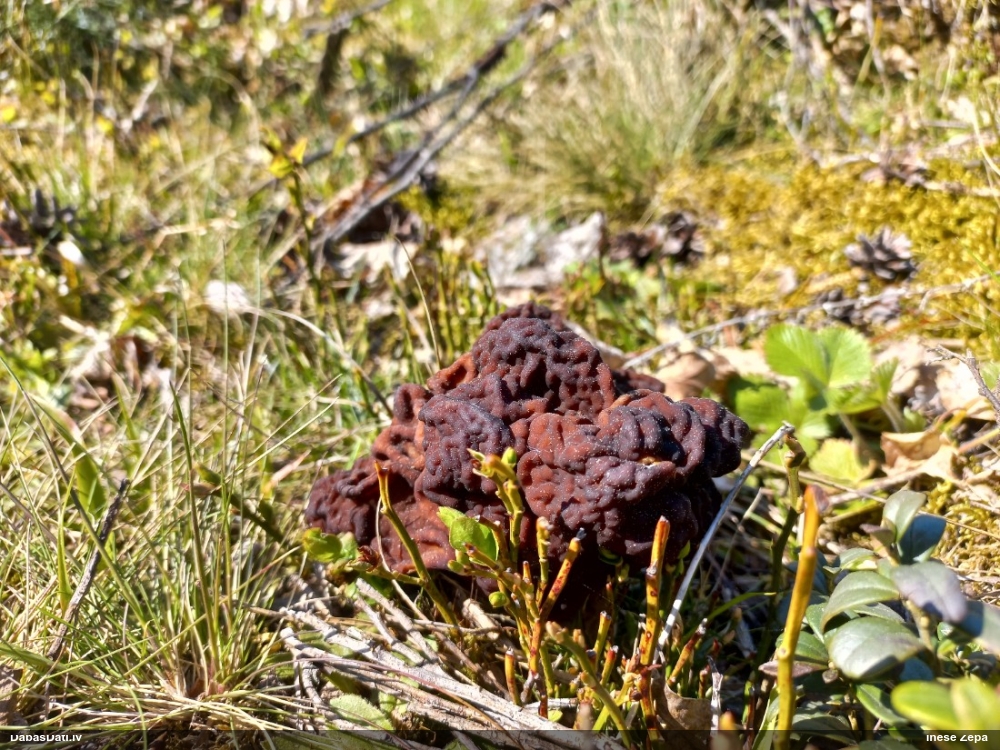 обыкновенный строчок