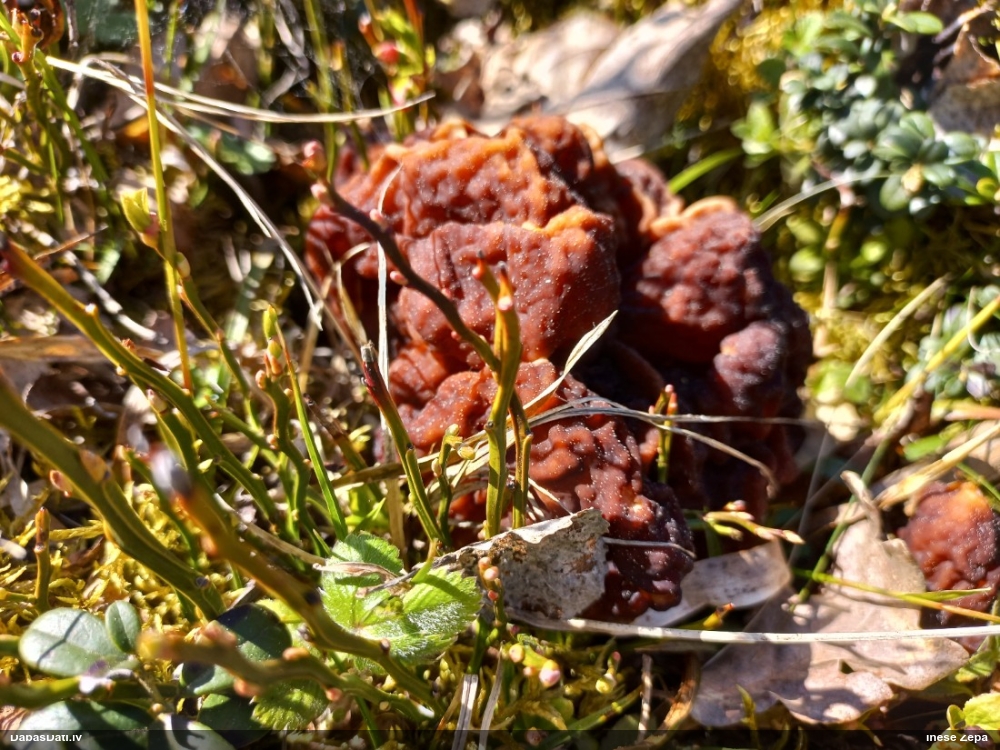 обыкновенный строчок