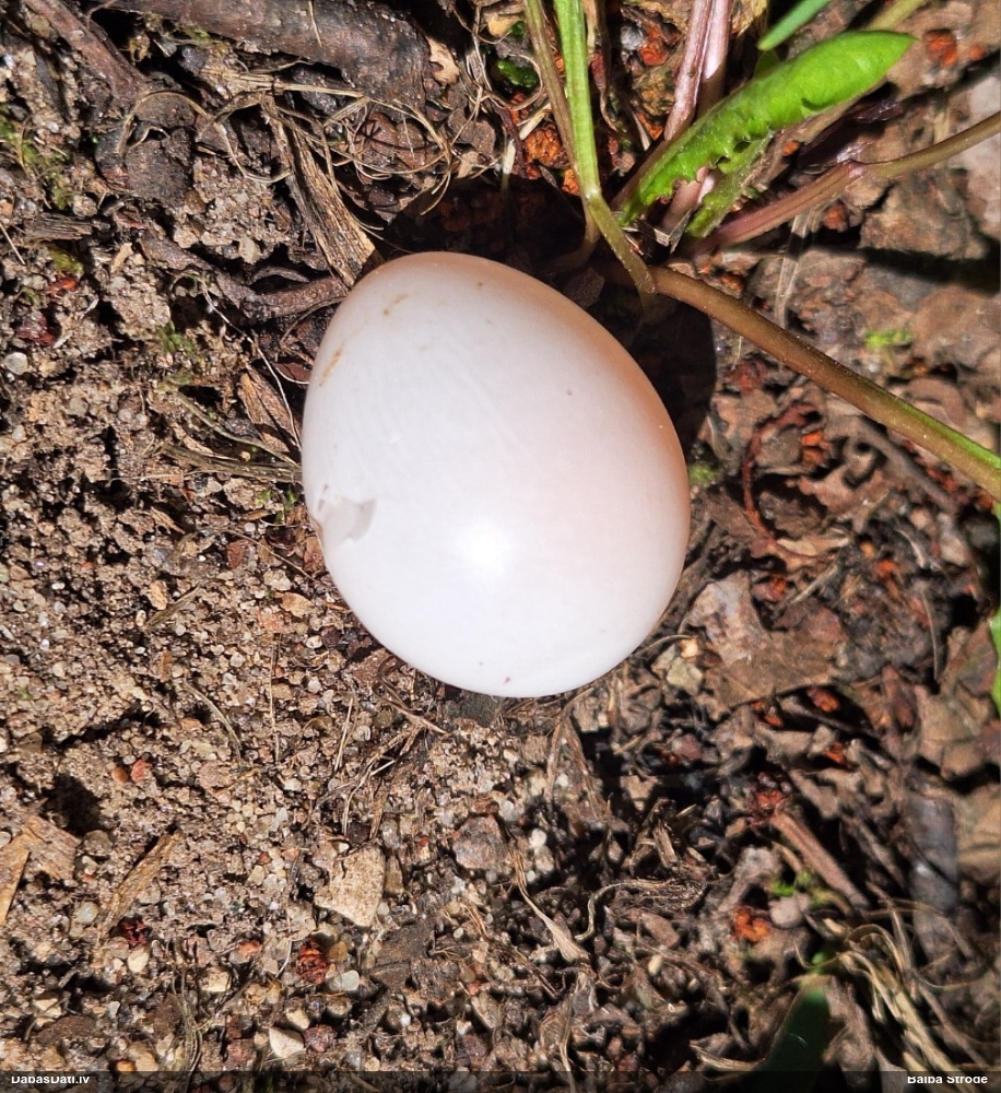 большой пестрый дятел