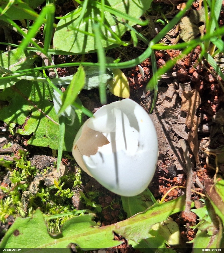 большой пестрый дятел
