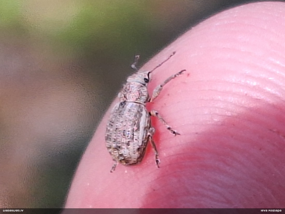 Smecernieks (nenoteikts)