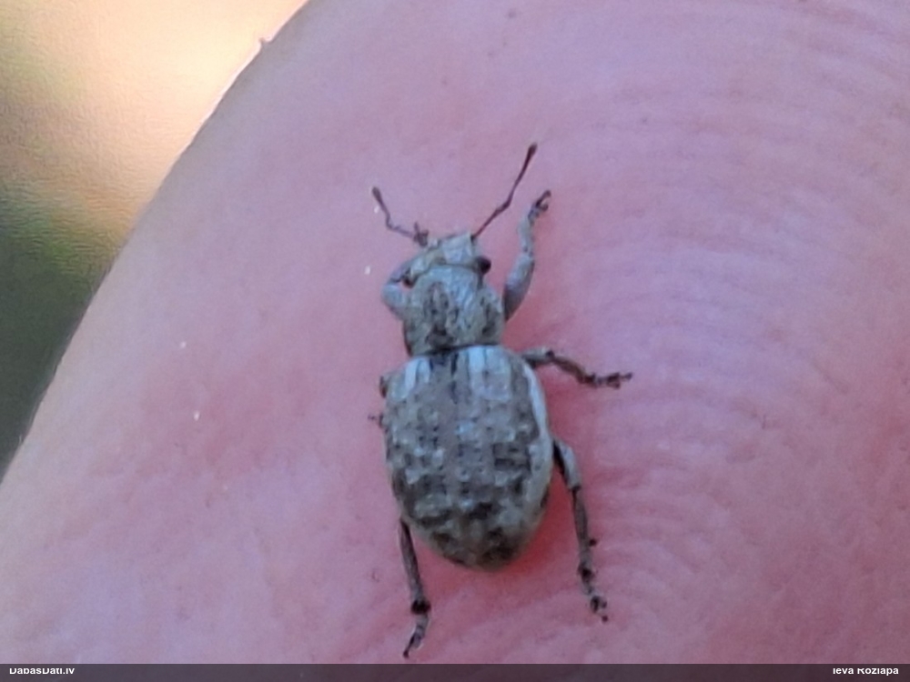 Smecernieks (nenoteikts)