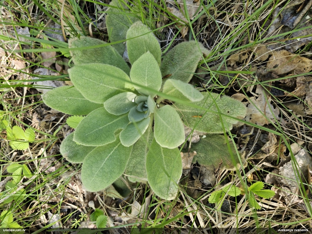 коровяк обыкновенный