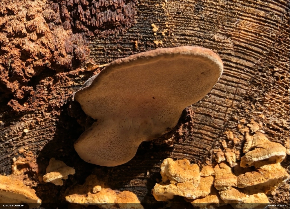 Rožainā apmalpiepe