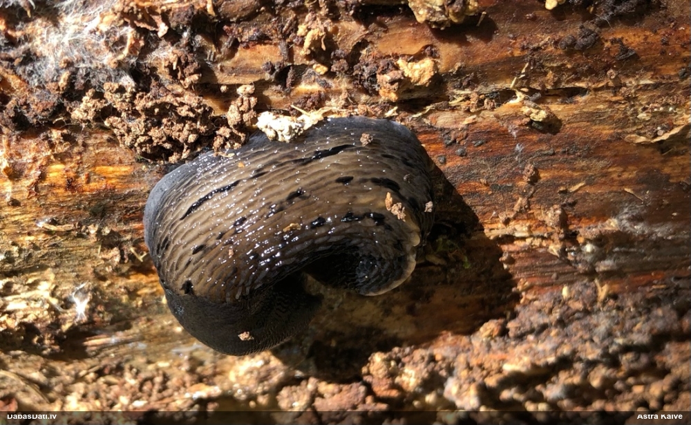слизень большой черный