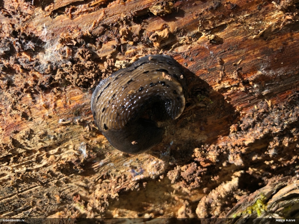 слизень большой черный