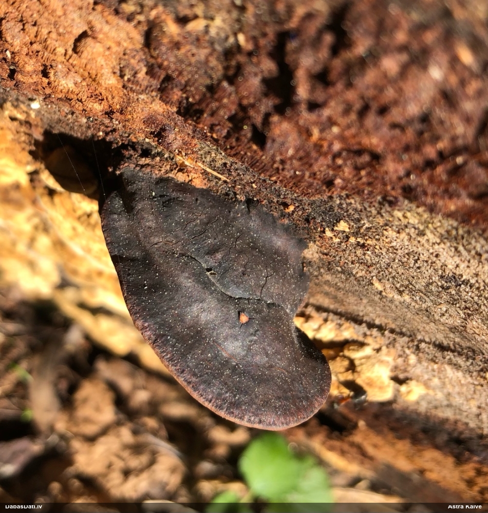 Rožainā apmalpiepe