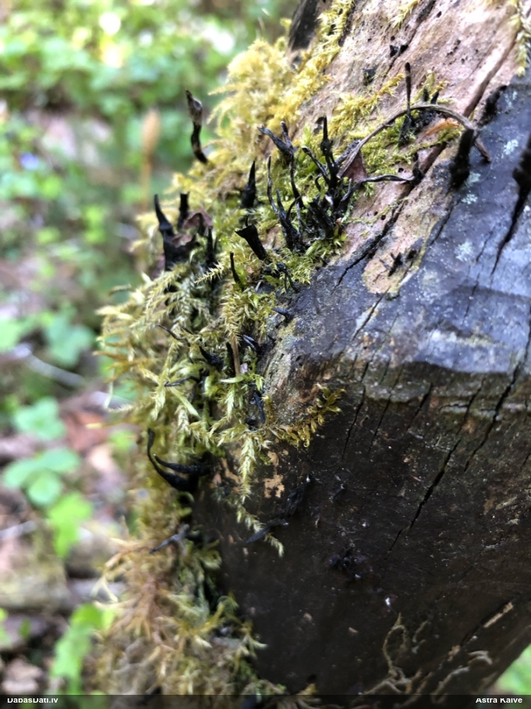 рожковидная ксилария