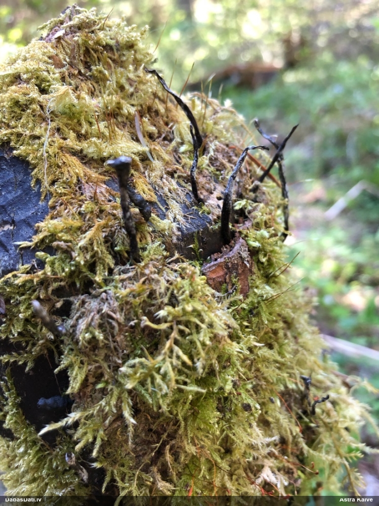 рожковидная ксилария