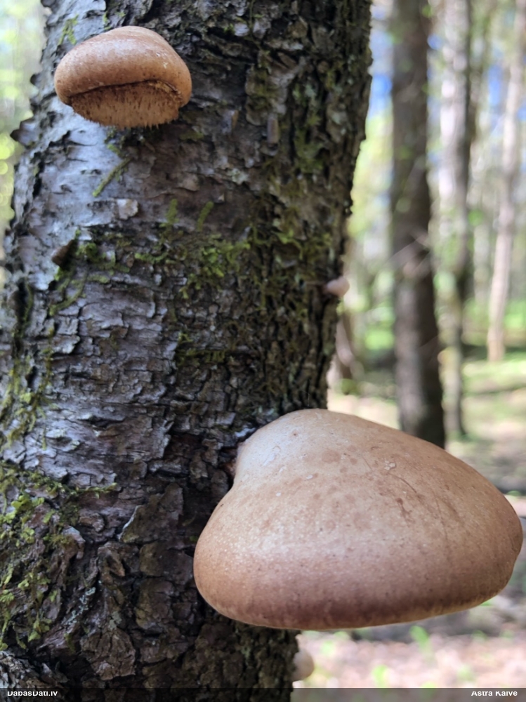 березовый Трутовик