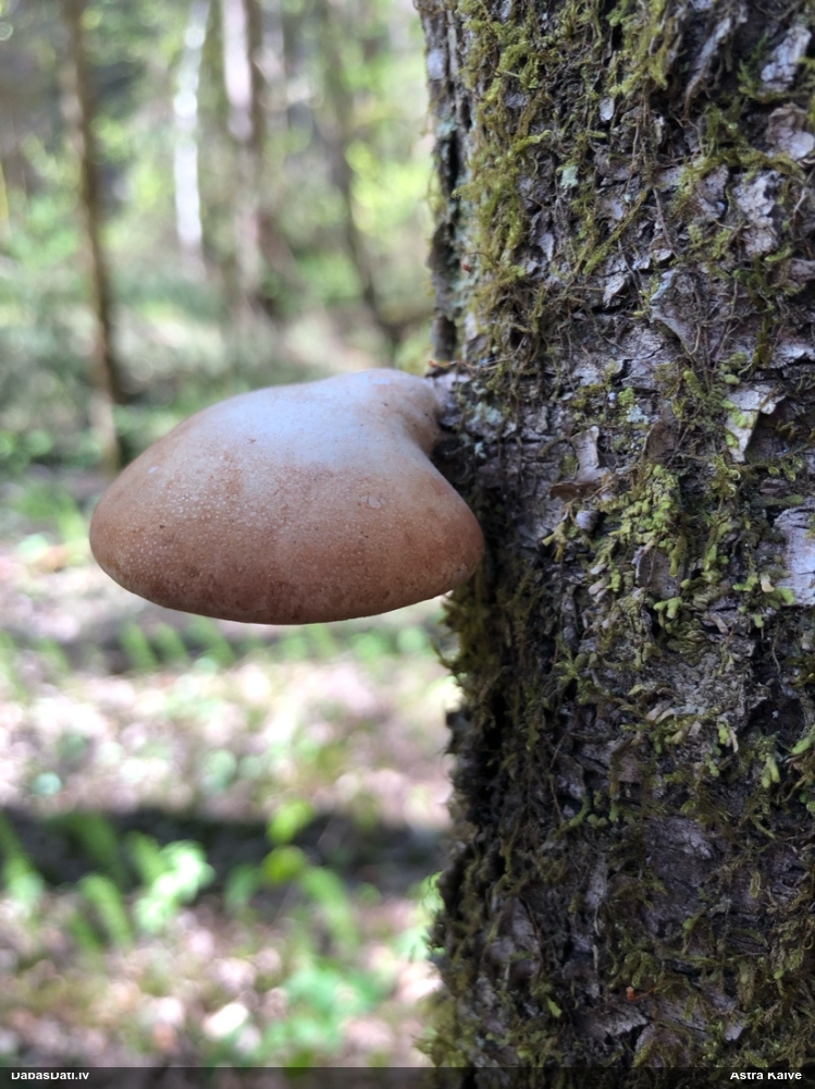 березовый Трутовик