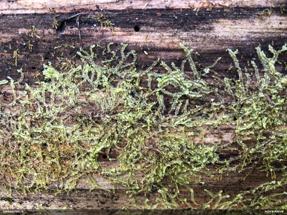 Dažādlapu sekstīte