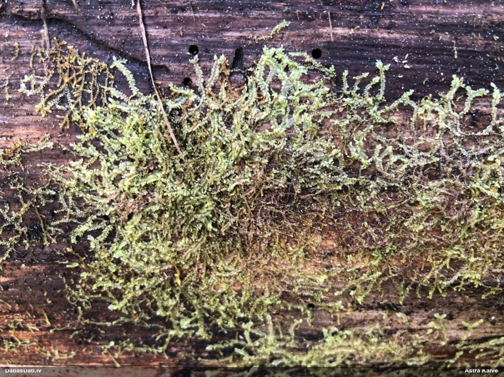 Dažādlapu sekstīte