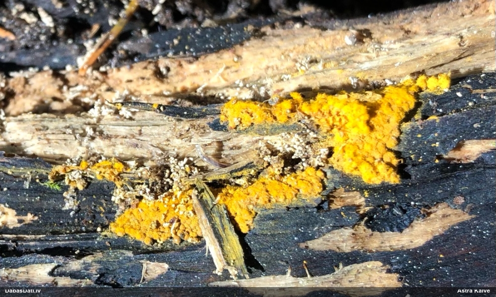 Trihija, hemitrihija (nenoteikta)