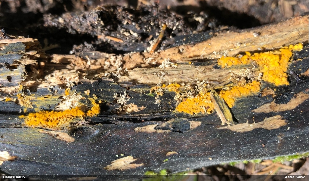 Trihija, hemitrihija (nenoteikta)