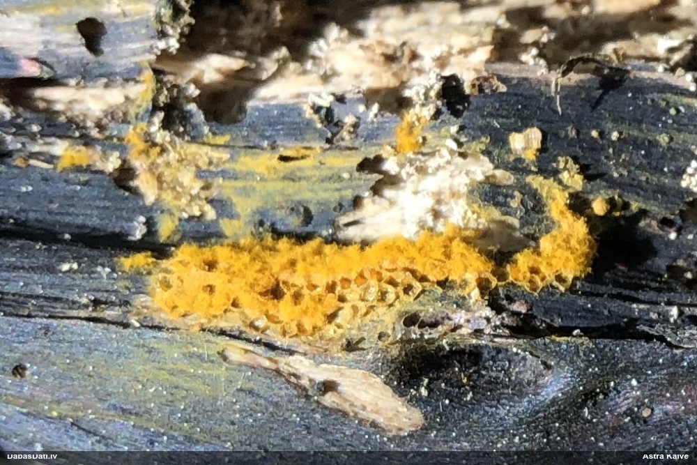 Trihija, hemitrihija (nenoteikta)