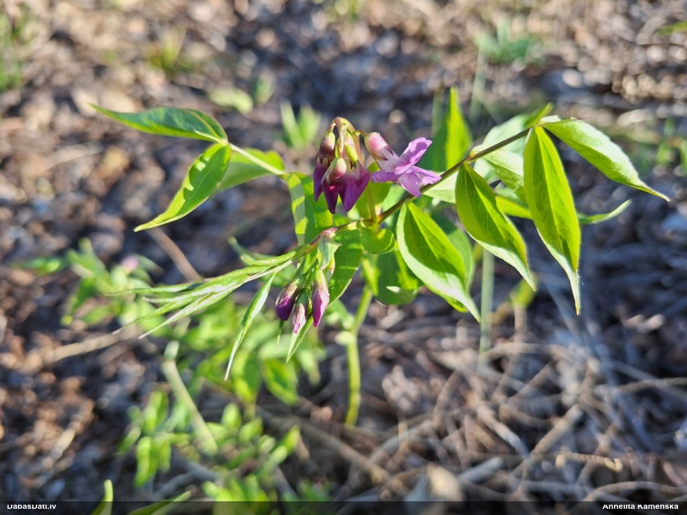чина весенняя