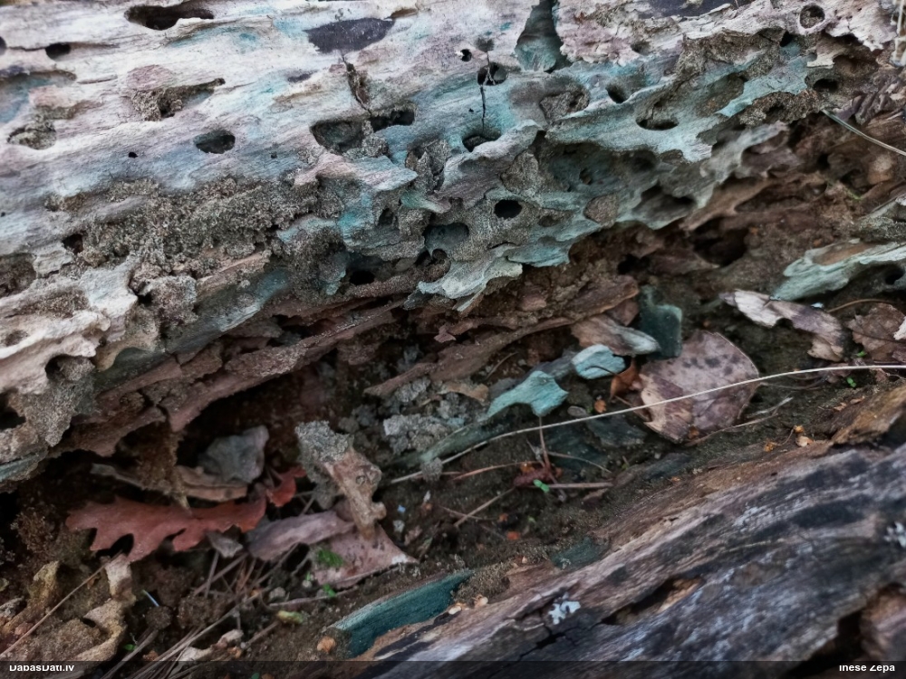 Zilzaļā hlorociborija