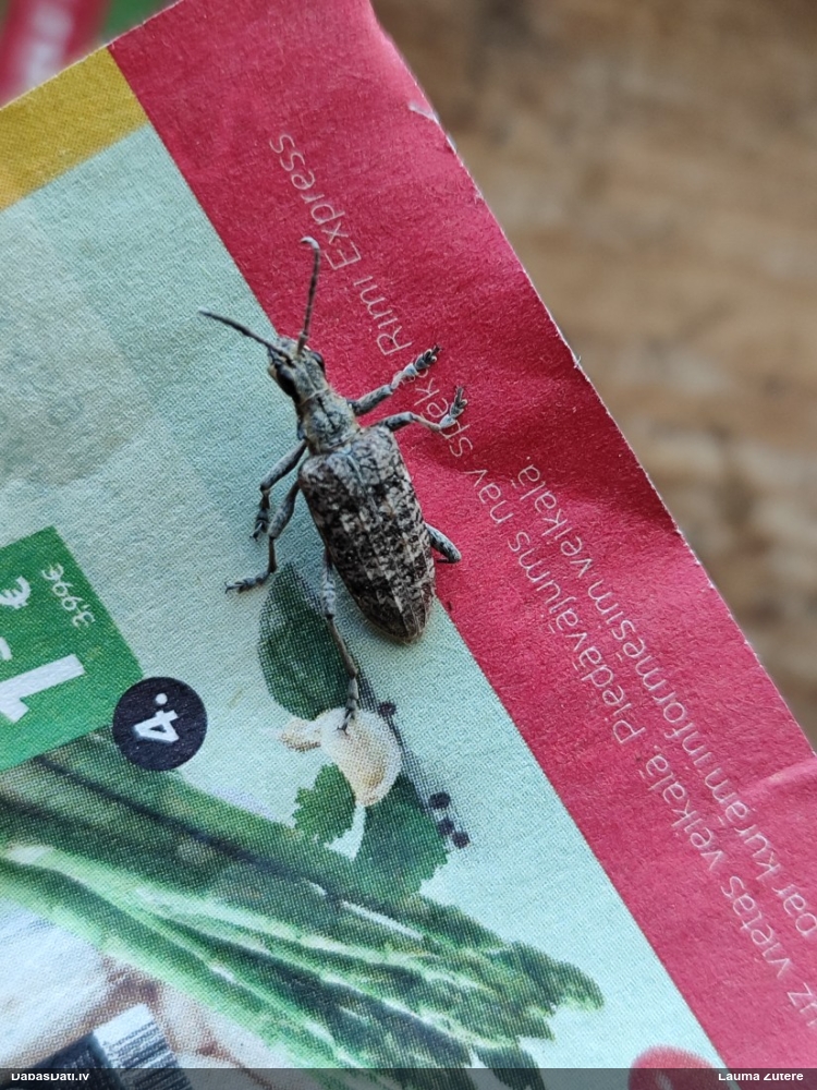 Skujkoku ligzdu koksngrauzis