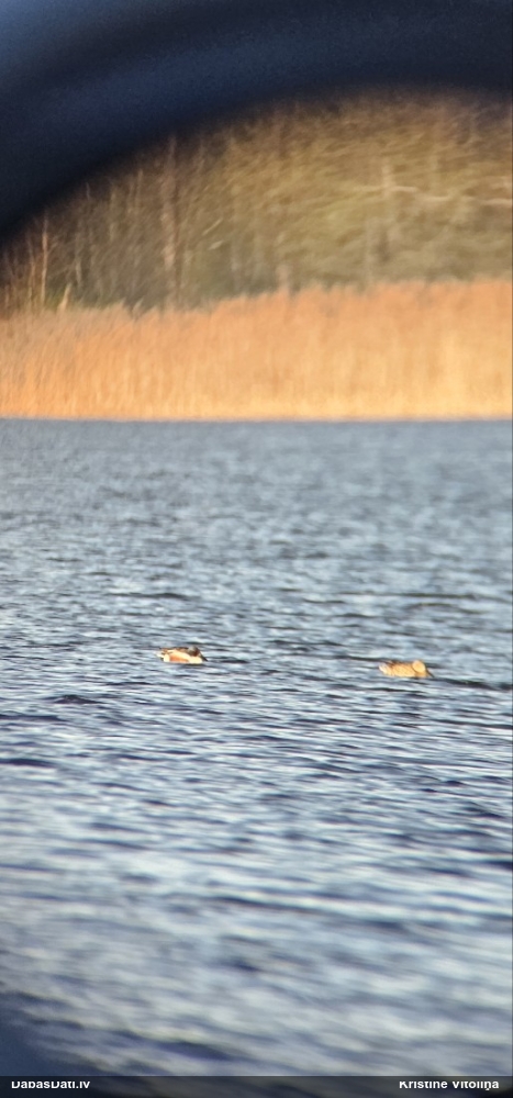 широконоска