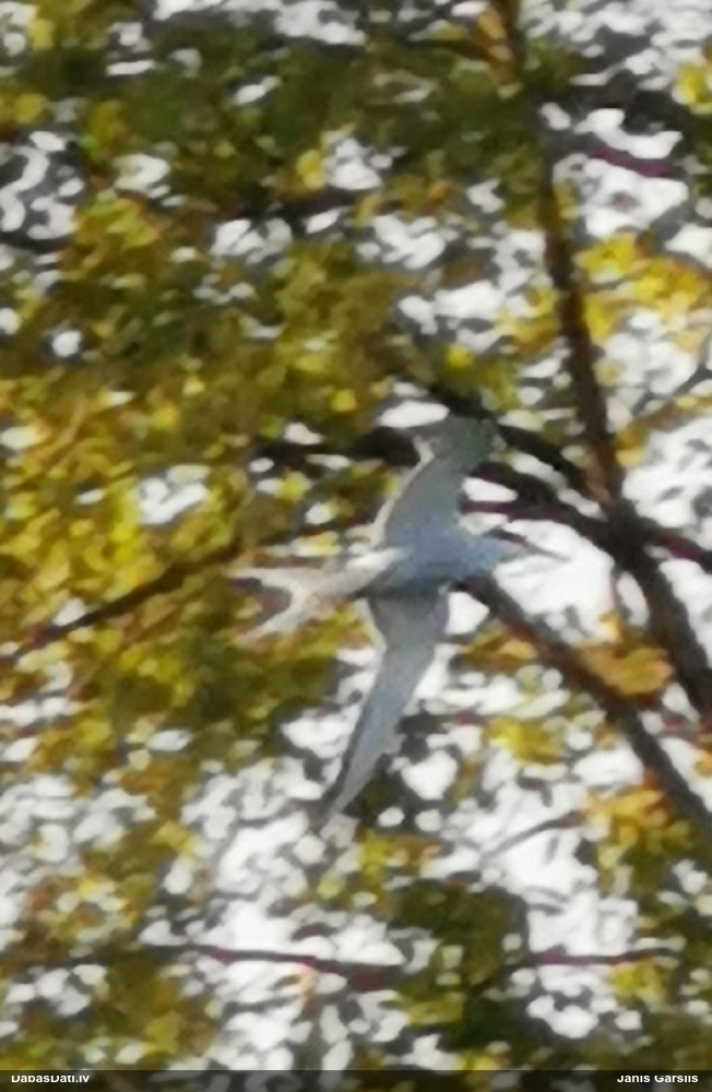 речная крачка