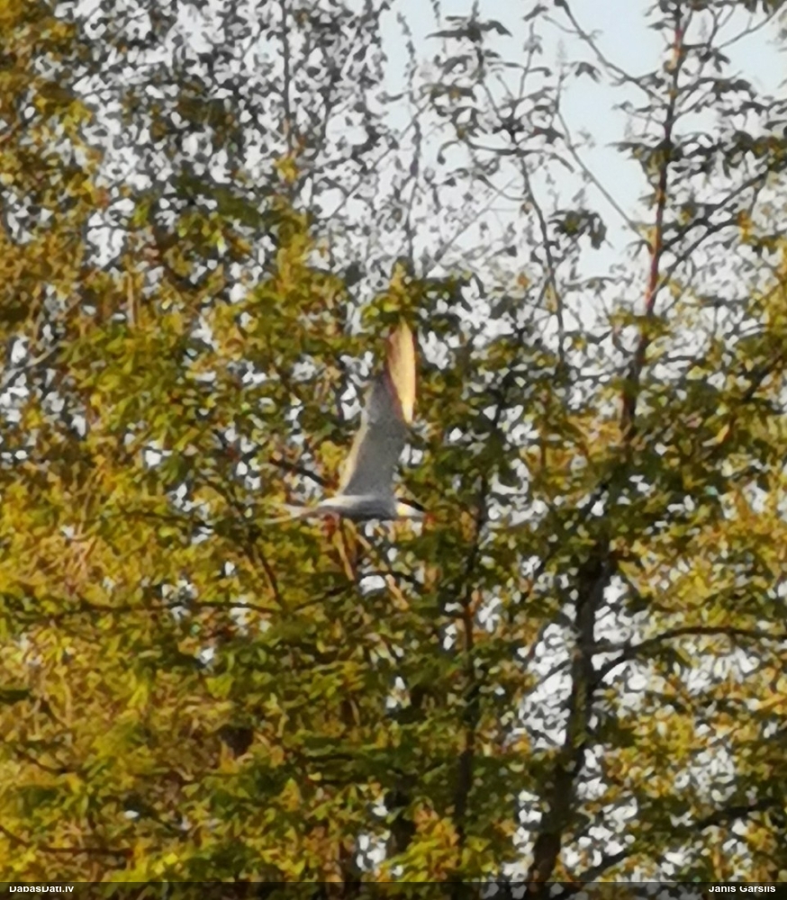 речная крачка