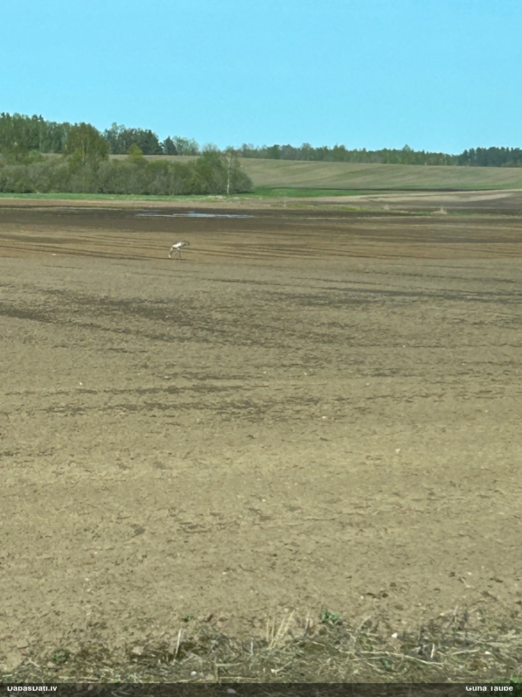 серый журавль