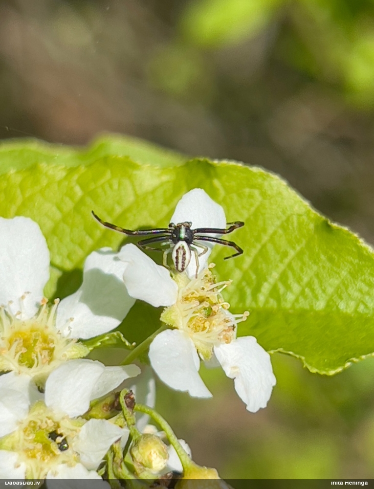 Zirneklis (nenoteikts)