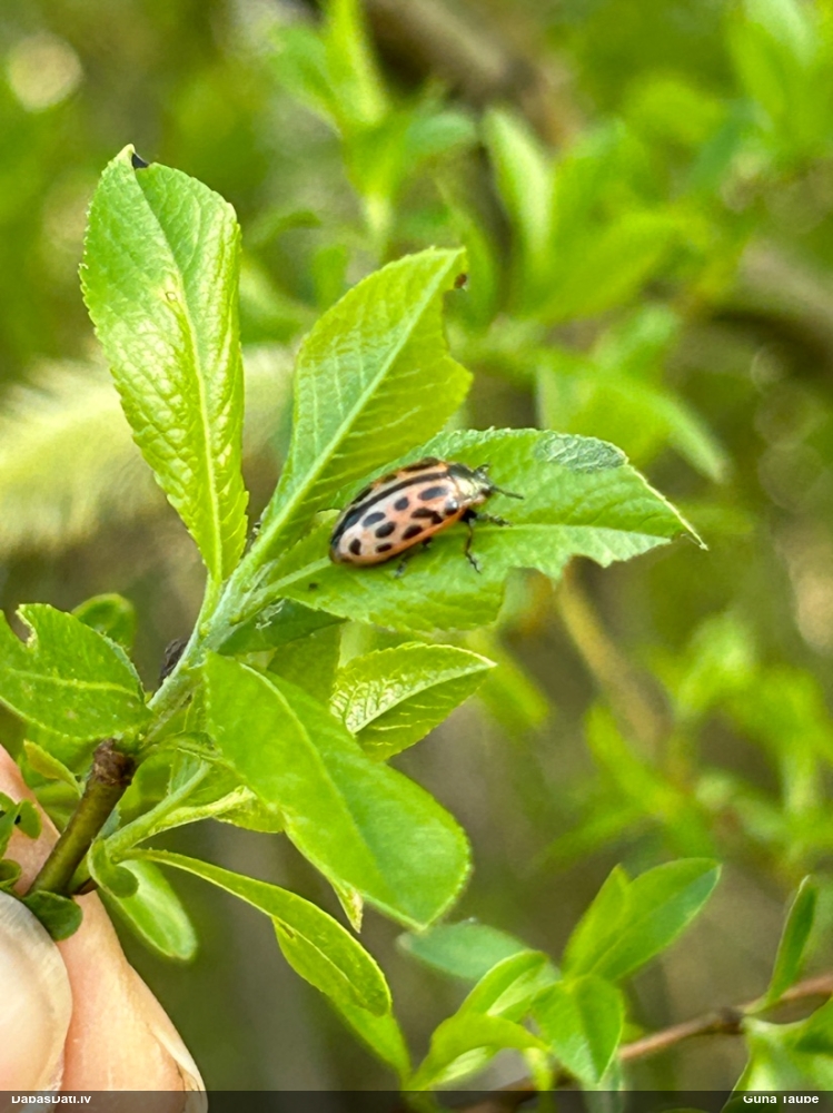 Lapgrauzis Chrysomela vigintipunctata