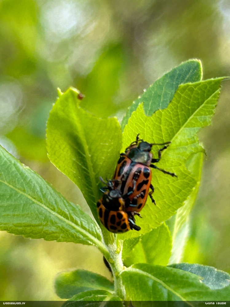 Lapgrauzis Chrysomela vigintipunctata