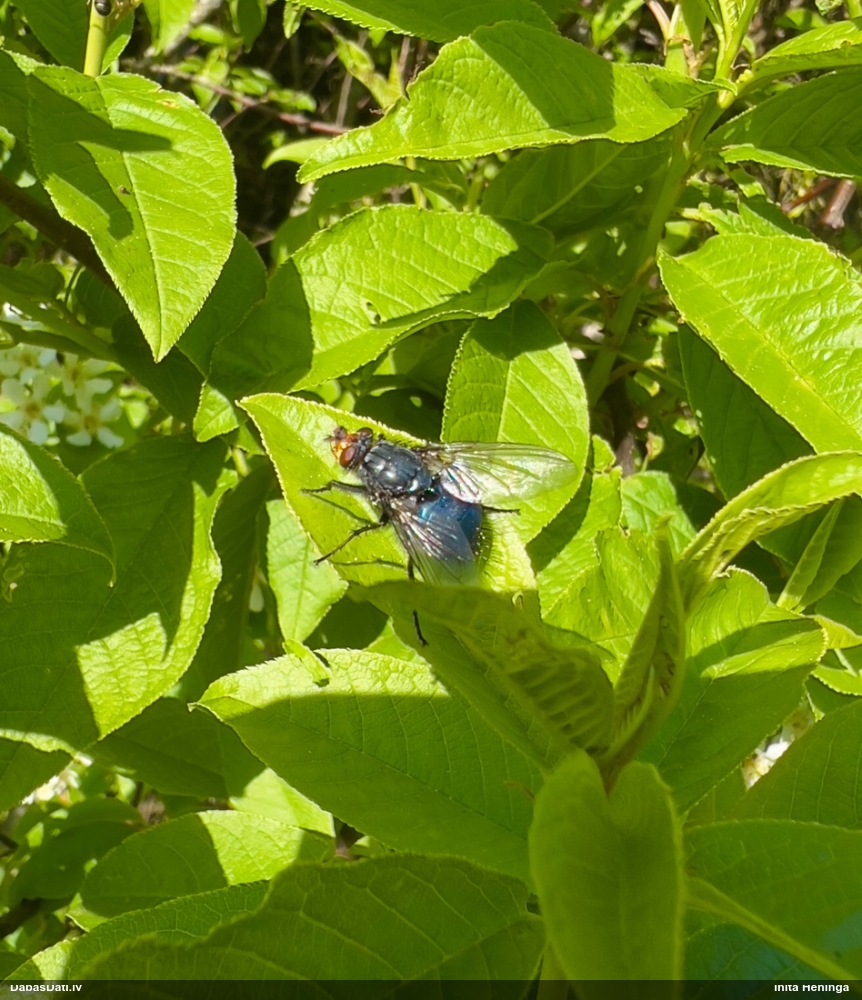 Līķmuša (nenoteikta)