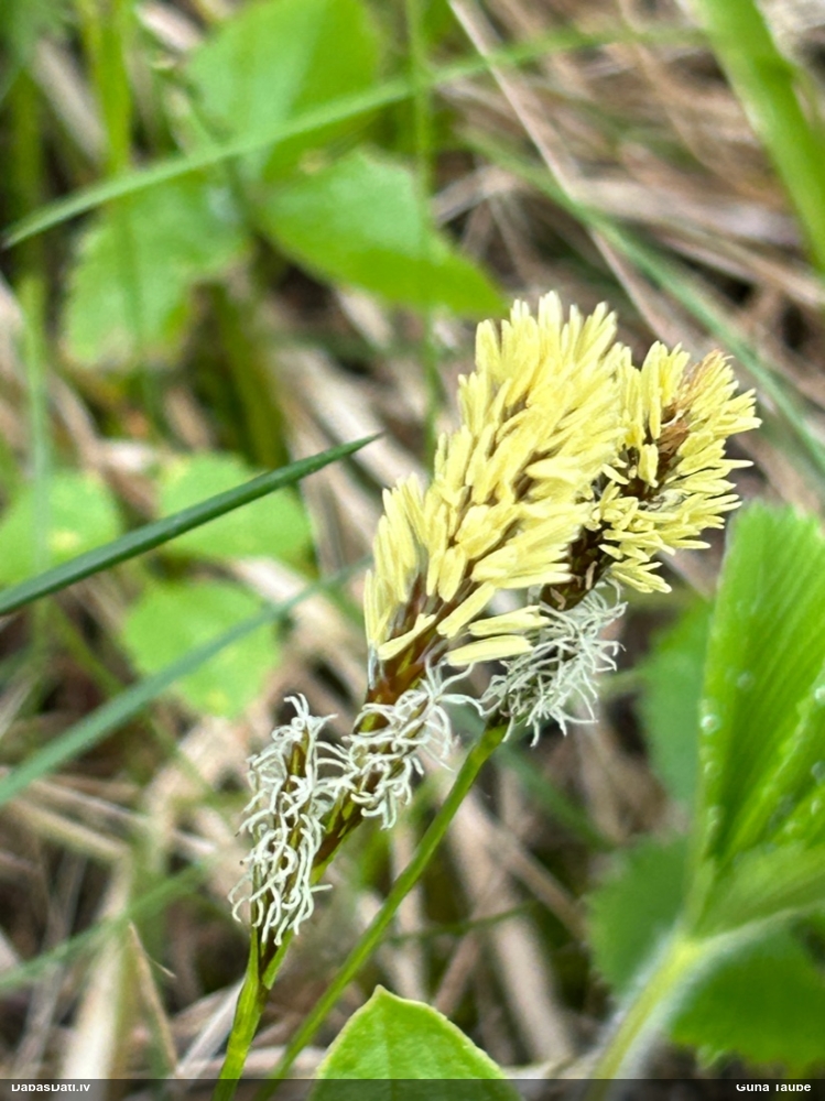 осока весенняя